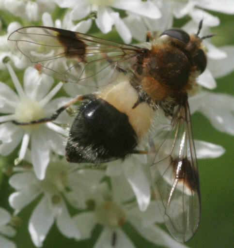 Leucozona lucorum