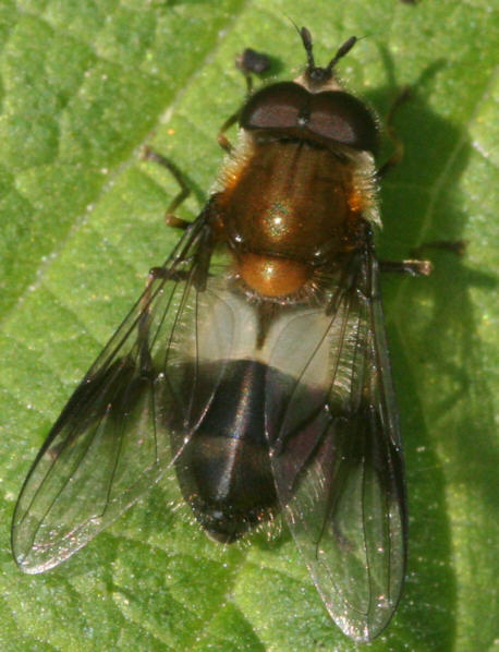 Leucozona lucorum