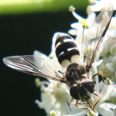 Leucozona laternaria