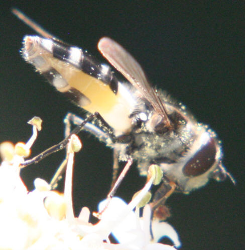 Leucozona laternaria