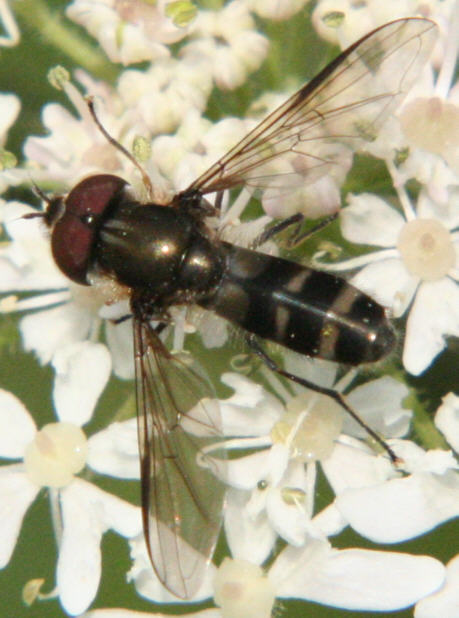 Leucozona laternaria