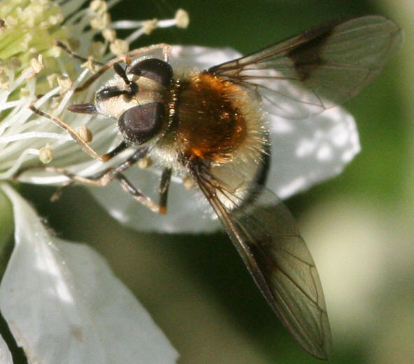 Leucozona lucorum