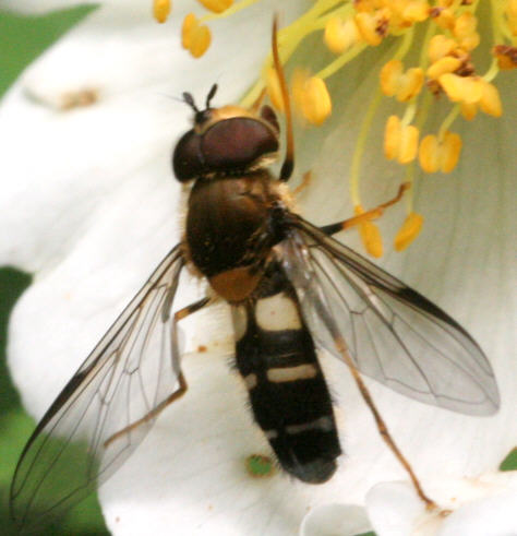 Leucozona glaucia