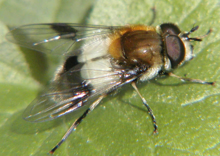 Leucozona lucorum