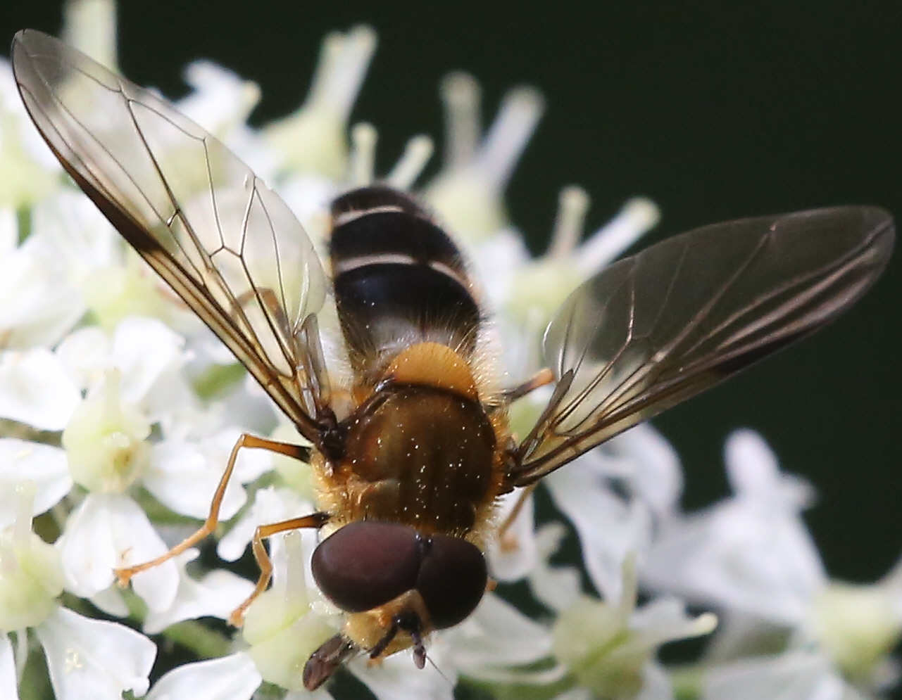 Leucozona glaucia