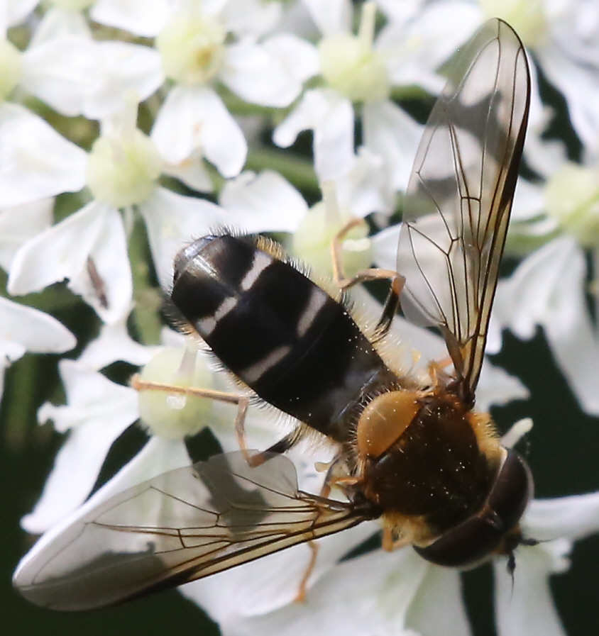 Leucozona glaucia