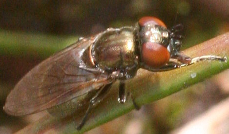 Lejogaster metallina