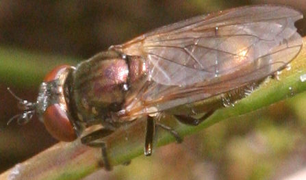 Lejogaster metallina