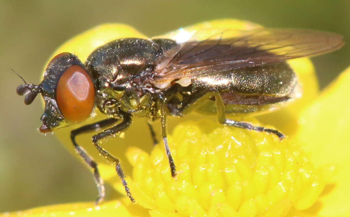 Lejogaster metallina