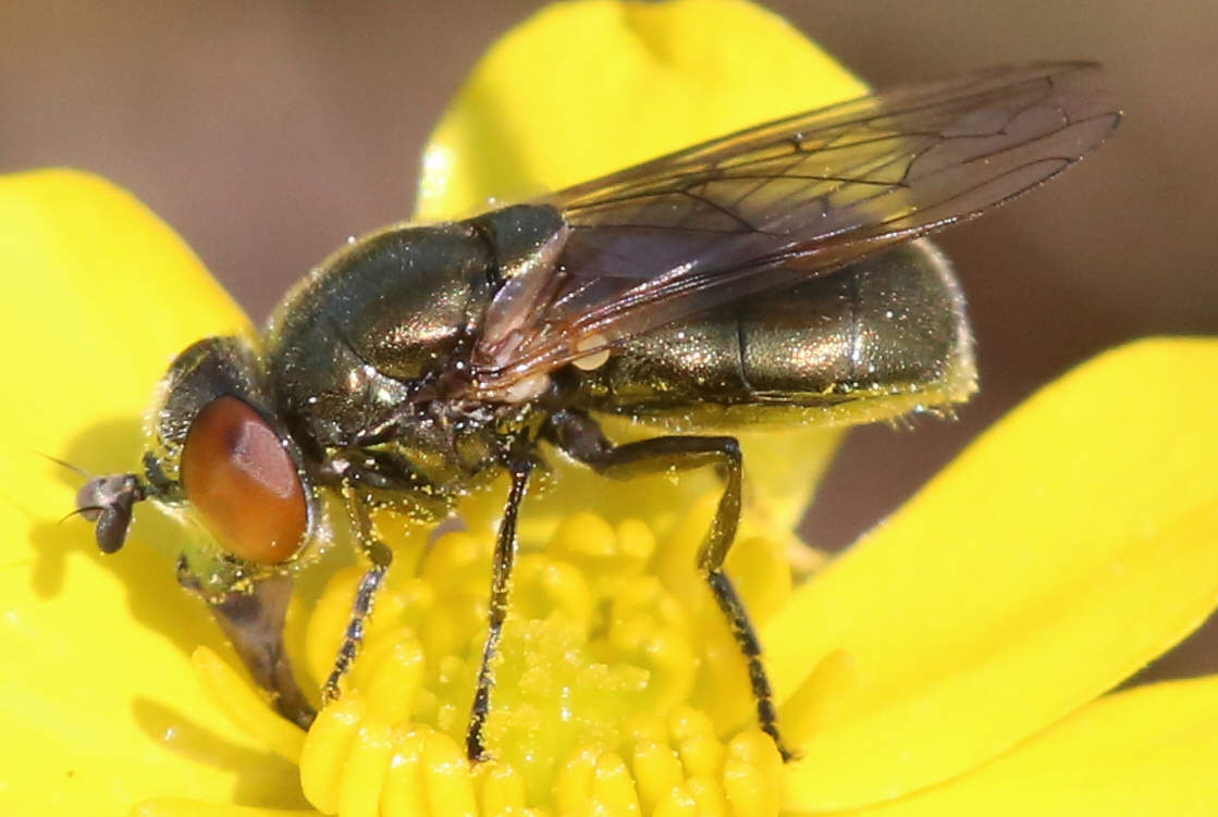 Lejogaster metallina