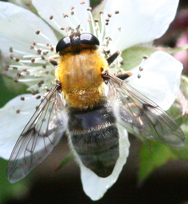Mallota cimbiciformis