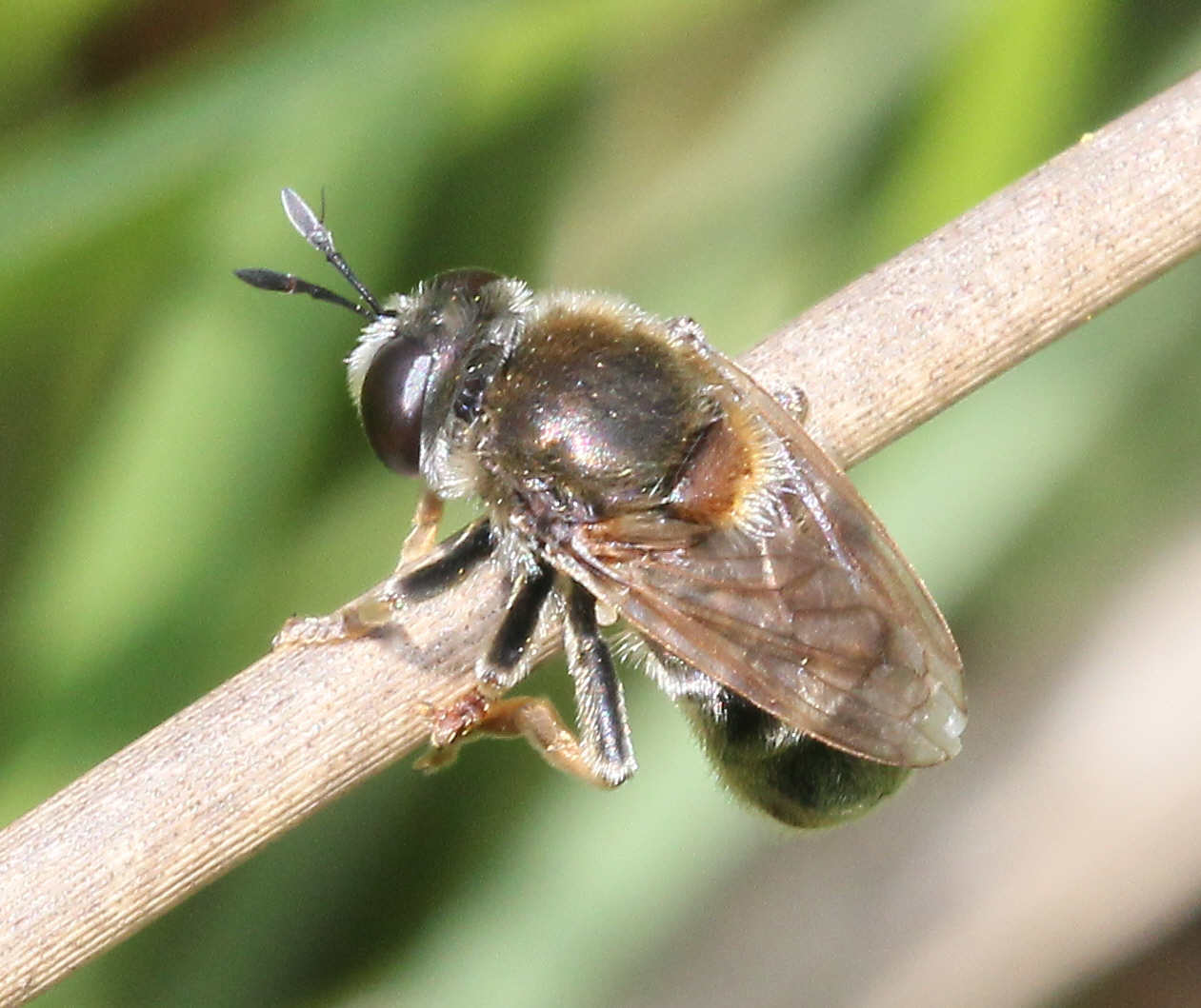 Microdon myrmicae