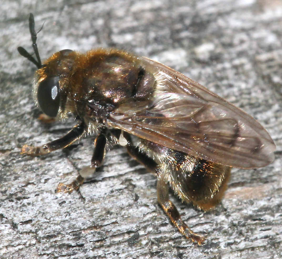 Microdon analis