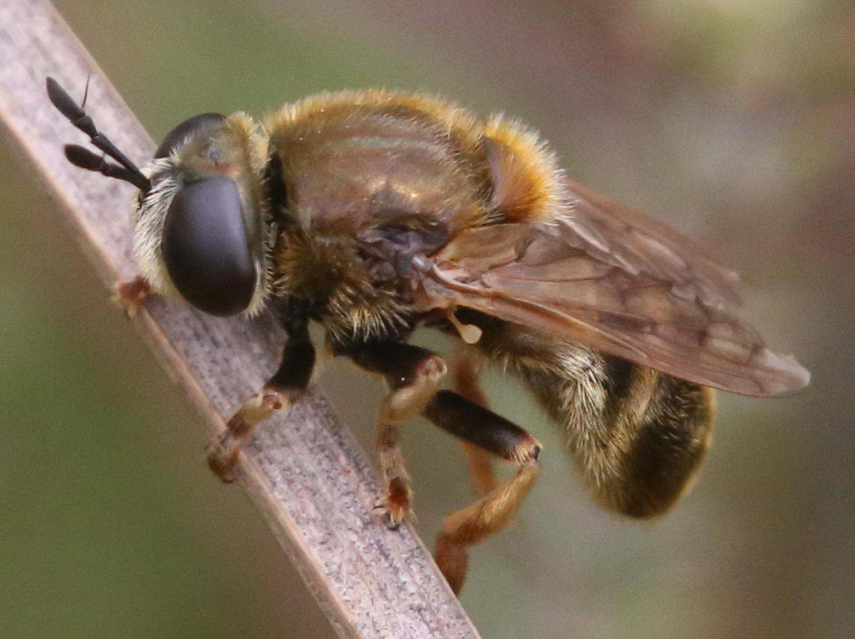 Microdon myrmicae