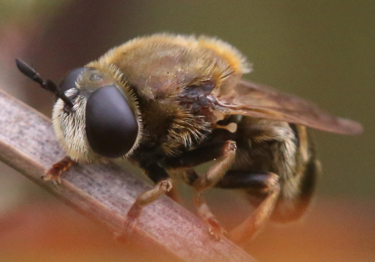 Microdon myrmicae