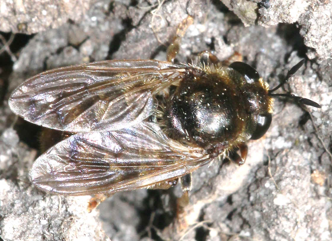 Microdon analis