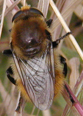 Merodon equestris