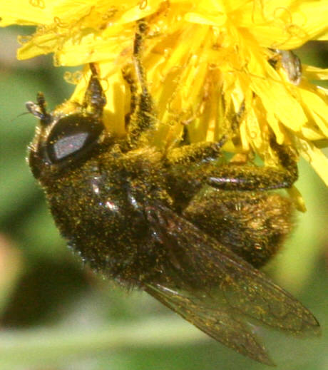 Merodon equestris