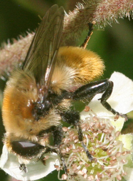 Merodon equestris