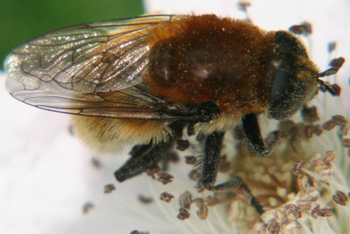 Merodon equestris