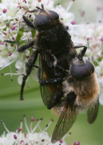 Merodon equestris