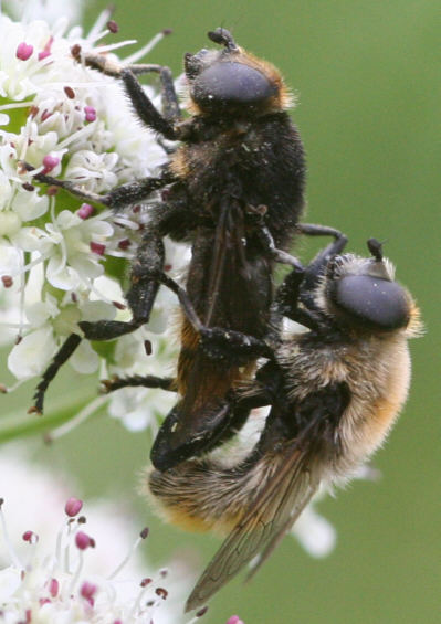 Merodon equestris