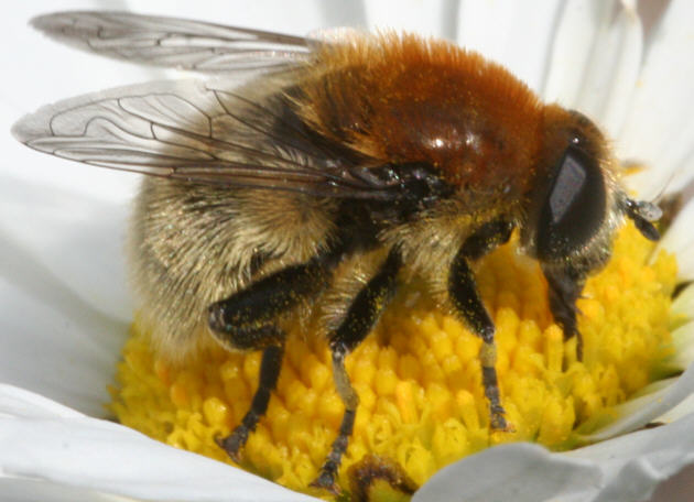 Merodon equestris