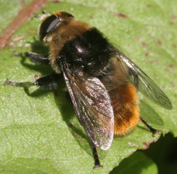 Merodon equestris