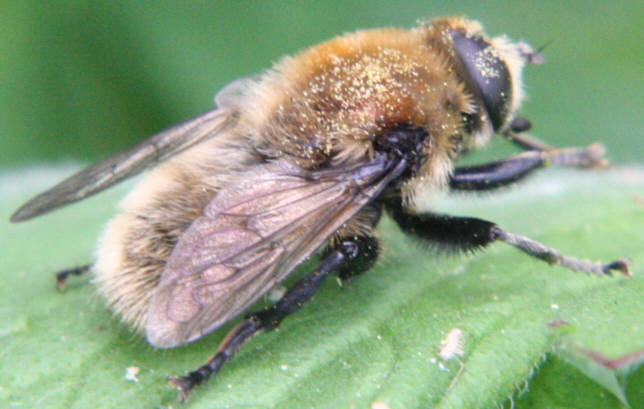 Merodon equestris