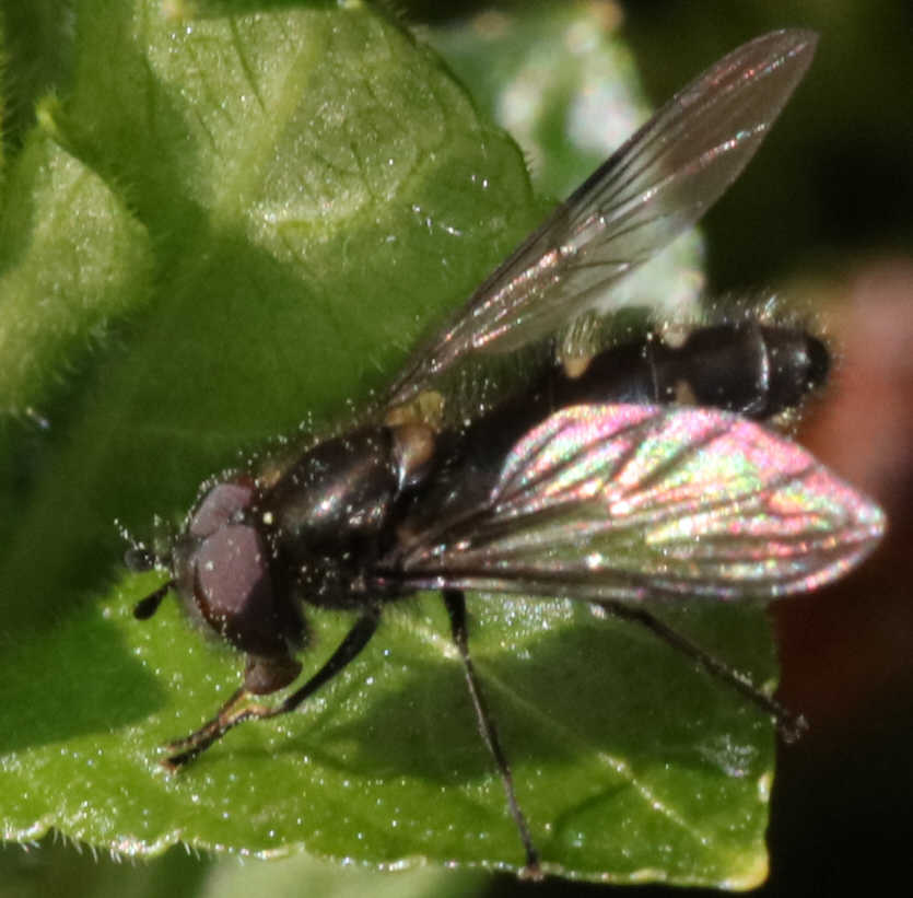 Melangyna quadrimaculata