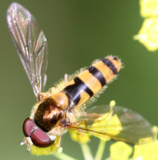 Melangyna cincta