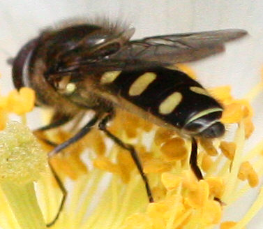 Melangyna labiatarum