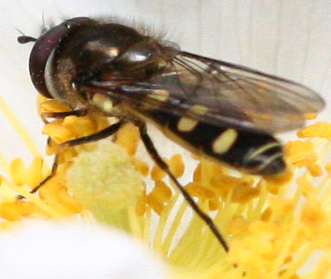 Melangyna labiatarum