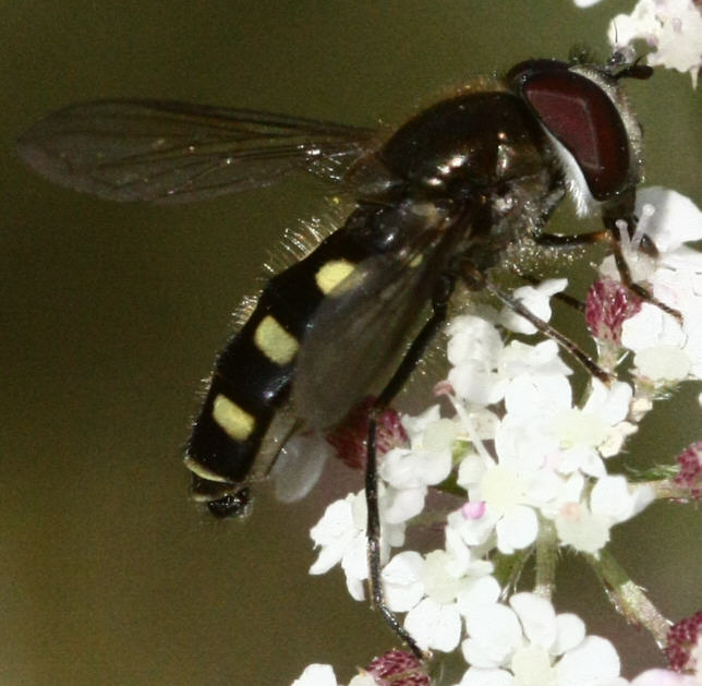 Melangyna labiatarum