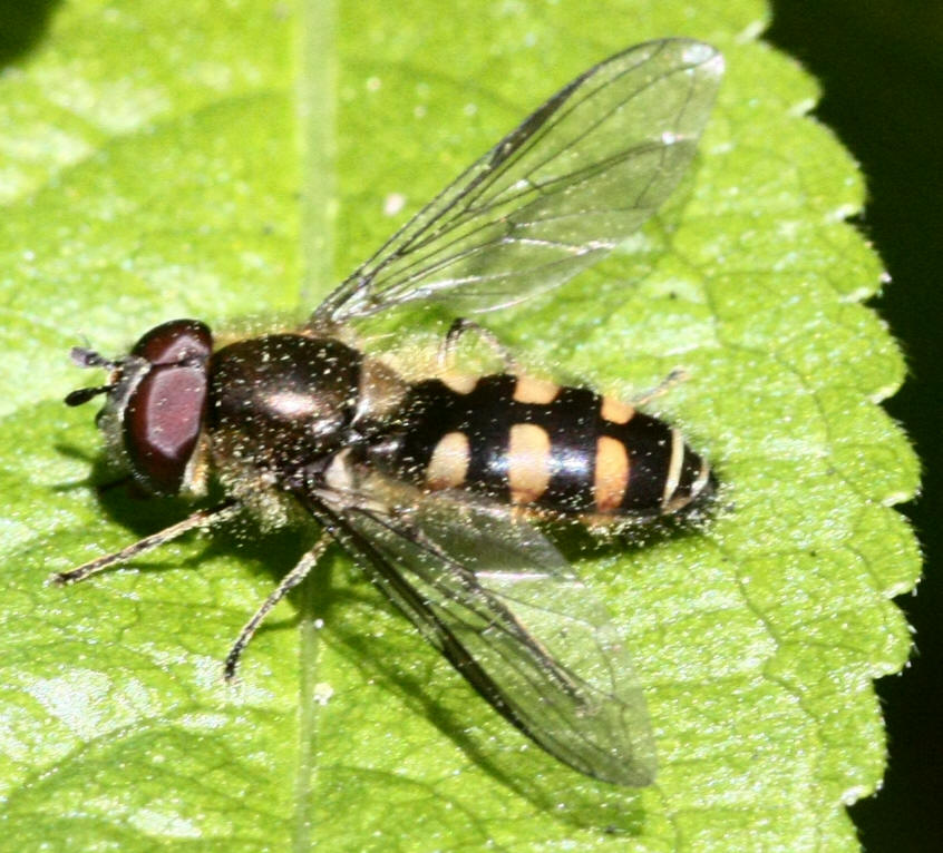 Melangyna lasiophthalma