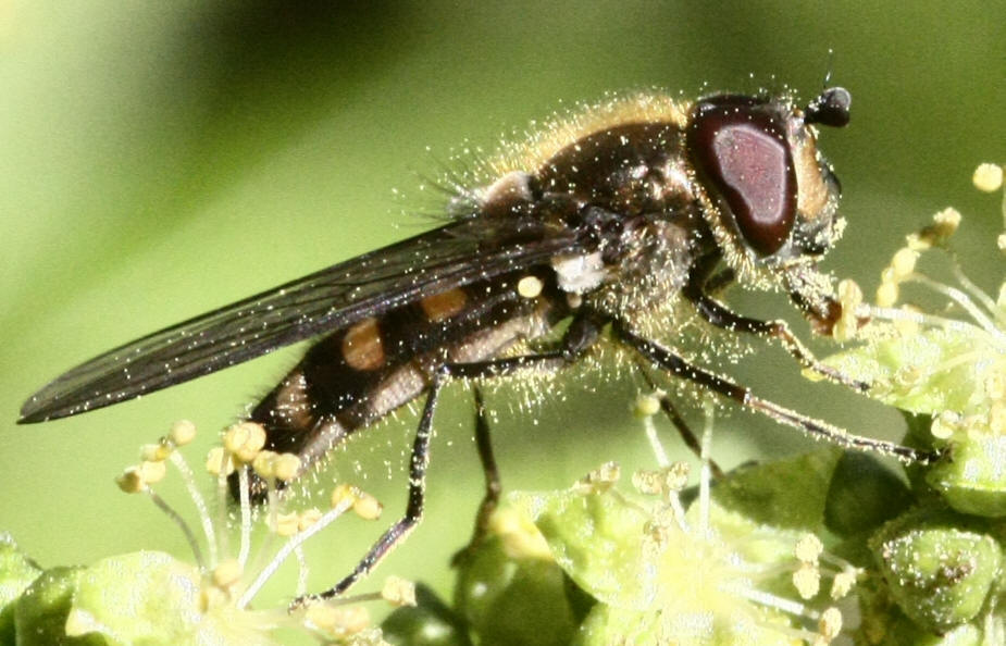 Melangyna lasiophthalma