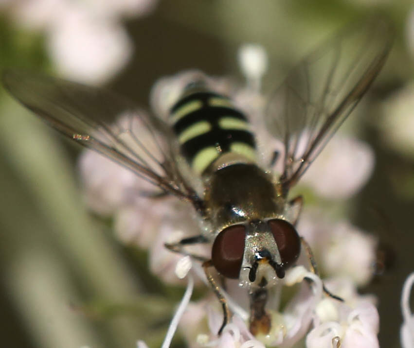 Melangyna labiatarum