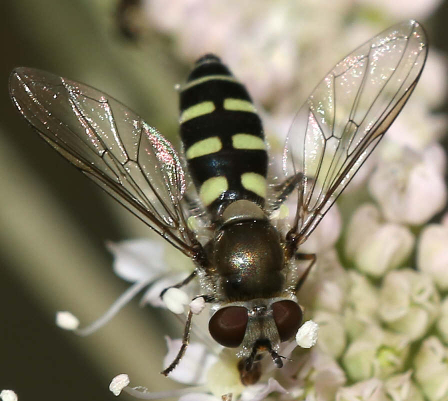 Melangyna labiatarum