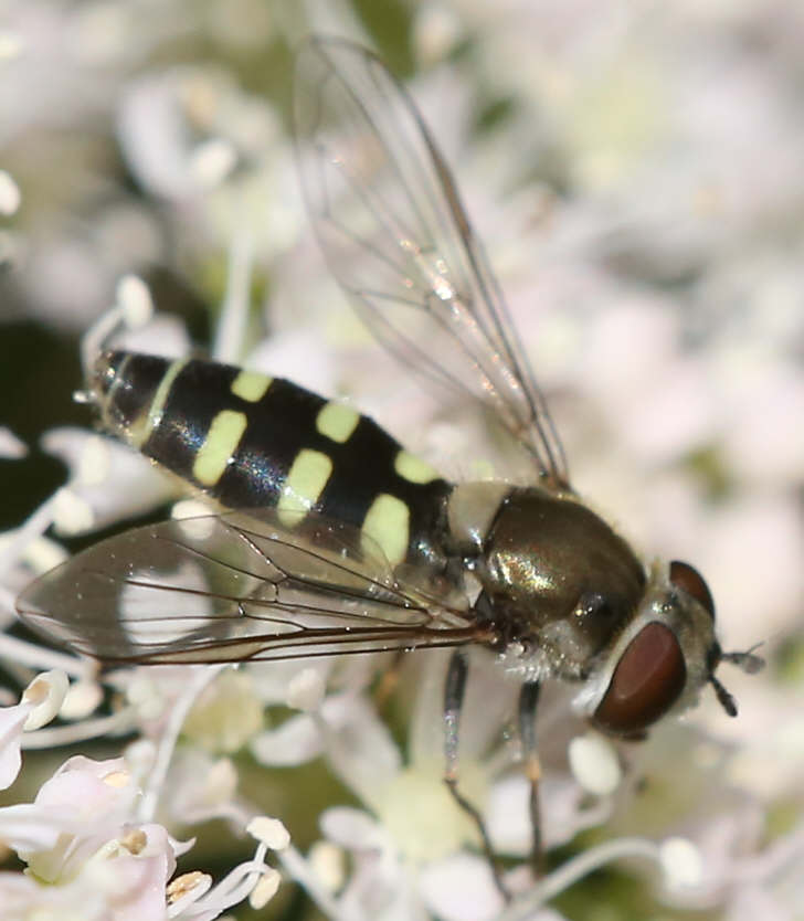 Melangyna labiatarum