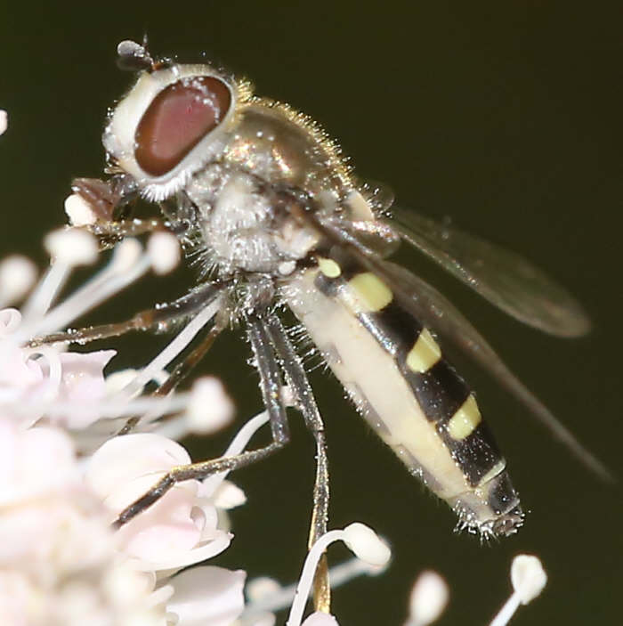 Melangyna labiatarum