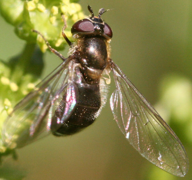 Melangyna lasiophthalma