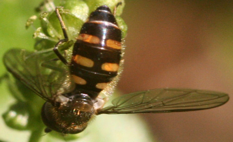 Melangyna lasiophthalma