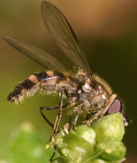 Melangyna lasiophthalma