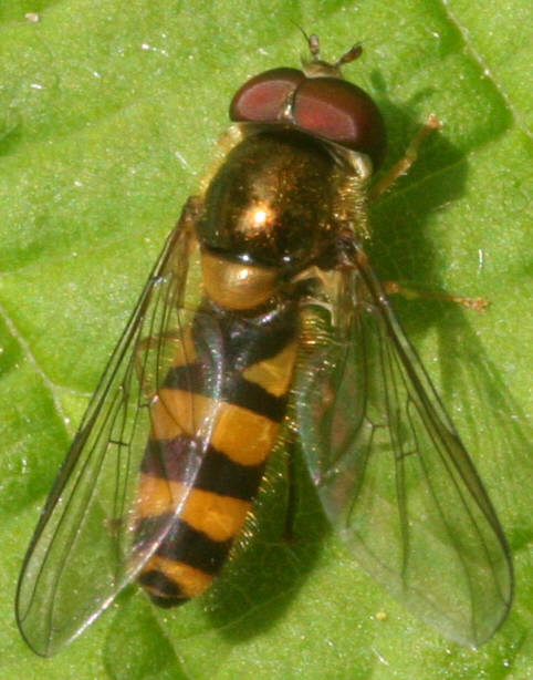 Melangyna cincta