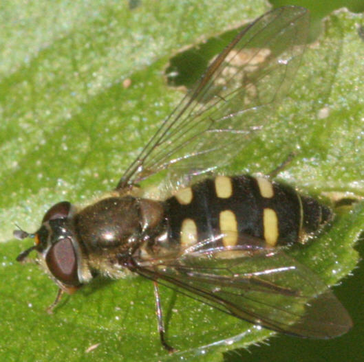 Melangyna lasiophthalma