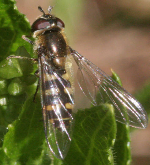Melangyna lasiophthalma