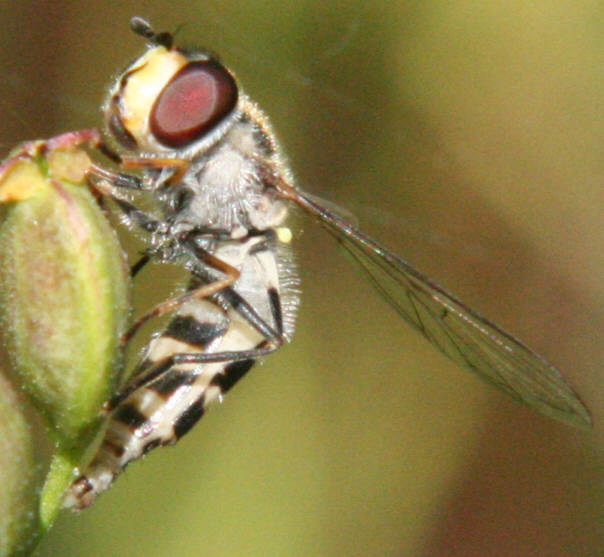 Melangyna umbellatarum