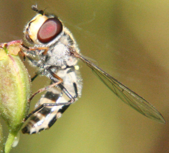 Melangyna umbellatarum