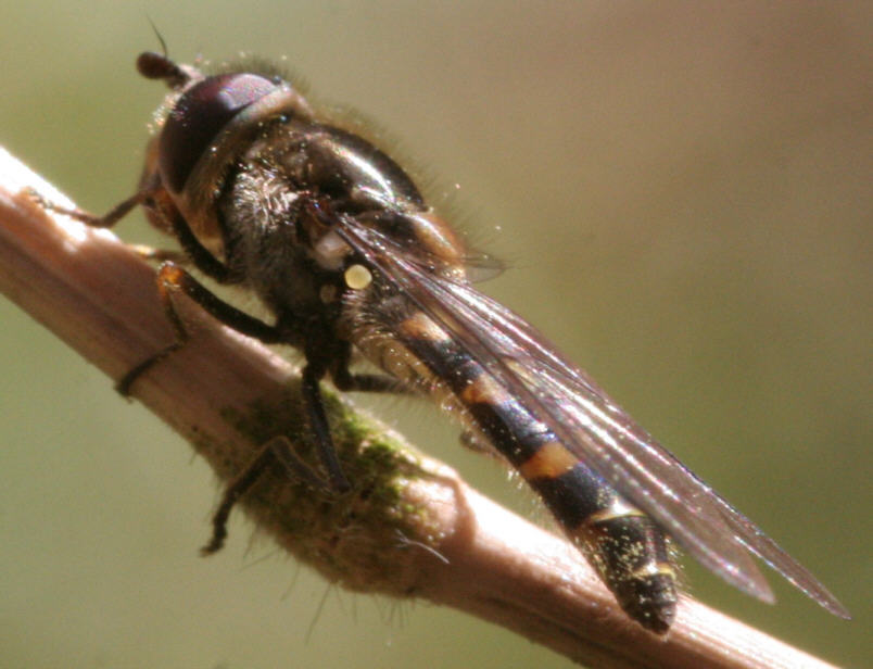 Melangyna lasiophthalma