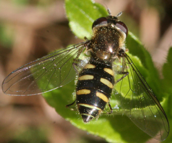 Melangyna lasiophthalma